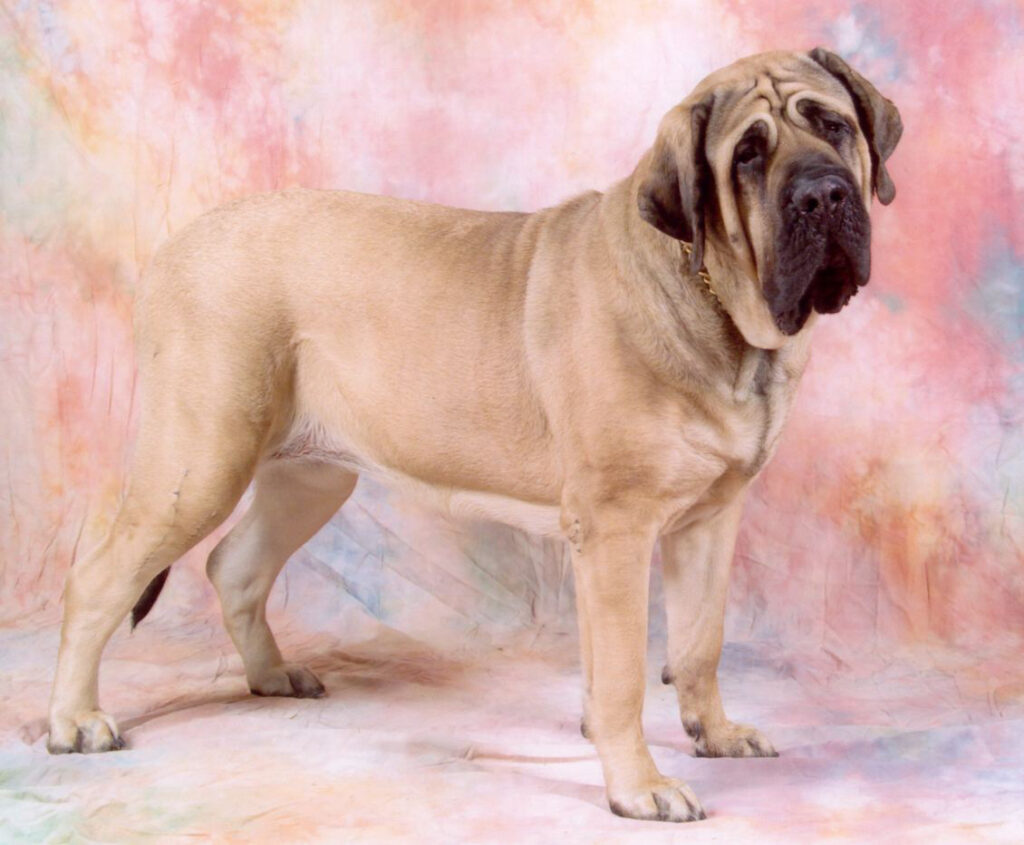 största hundrasen