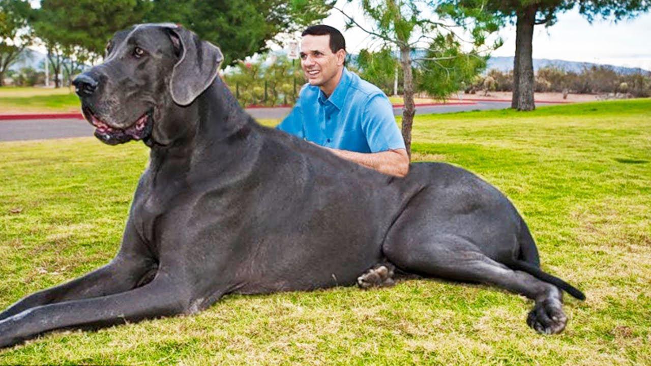 Världens största hundraser – Vilken är världens största hund?