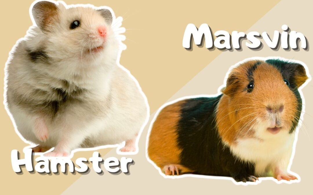 Hamster och marsvin skillnader och likheter