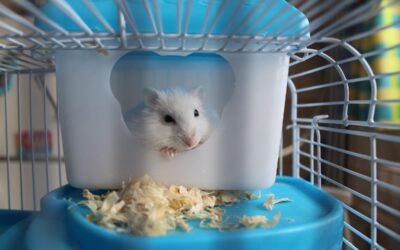 Hur ofta behöver man rengöra hamsterburen? Komplett städguide för hamsterägare