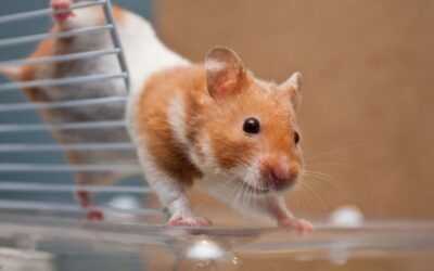 Vad behövs när man skaffar hamster? En guide för blivande hamsterägare