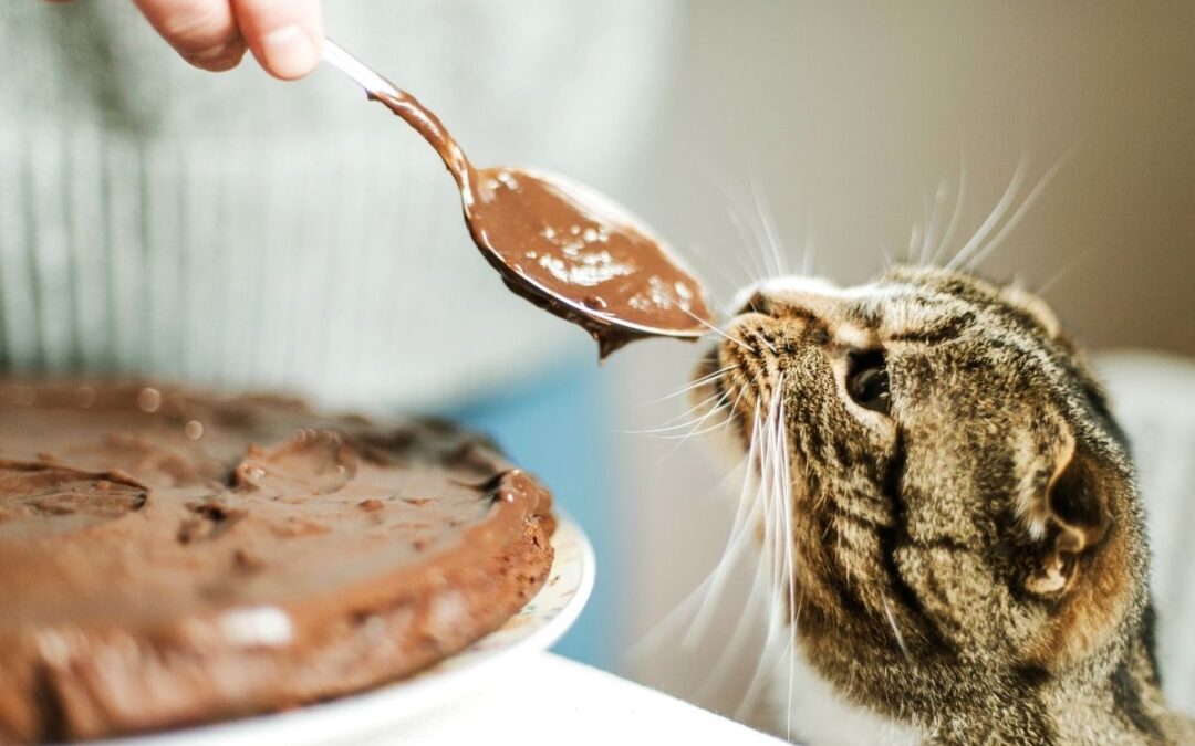Katt nosar på choklad