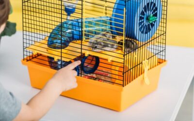 Bästa hamsterburen 2022: Guide till hamsterburar i olika storlekar