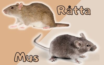 Vad är skillnaden mellan råtta och mus?