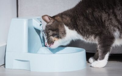 Bästa vattenfontän för katt 2022: Kattfontän bäst i test