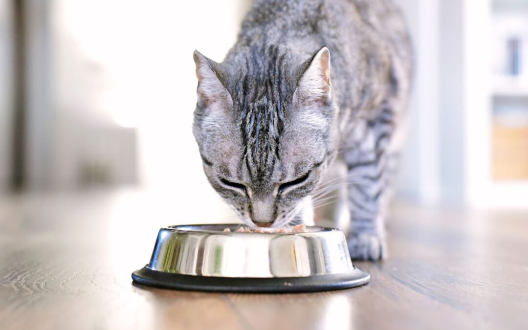 Katt äter ur matskål av stål
