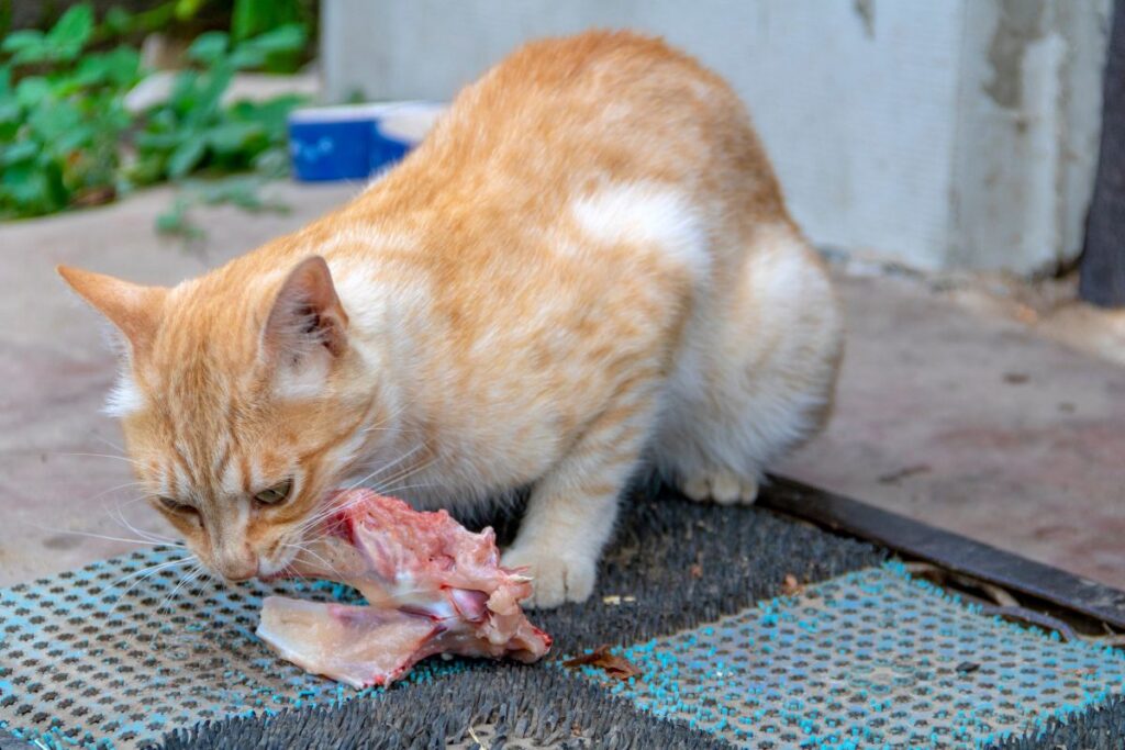 Orange-vit katt äter kött