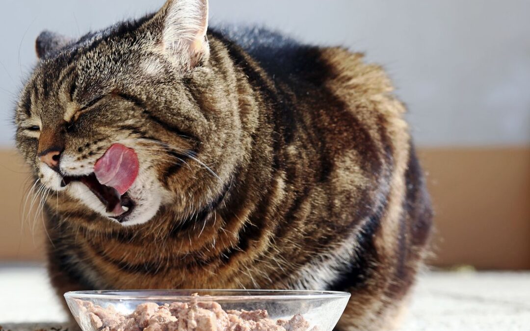 Brunspräcklig katt vid matskål slickar sig om munnen