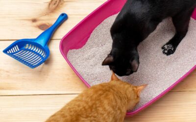 Allt du behöver veta om kattlådan: Guide till en trygg och fräsch plats för din katt