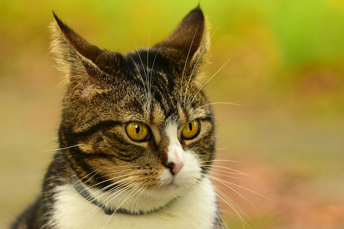 Har katter bra hörsel? Allt du behöver veta om kattens hörsel