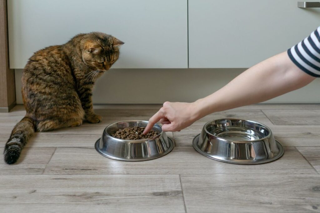 Han pekar på matskål och katt tittar på