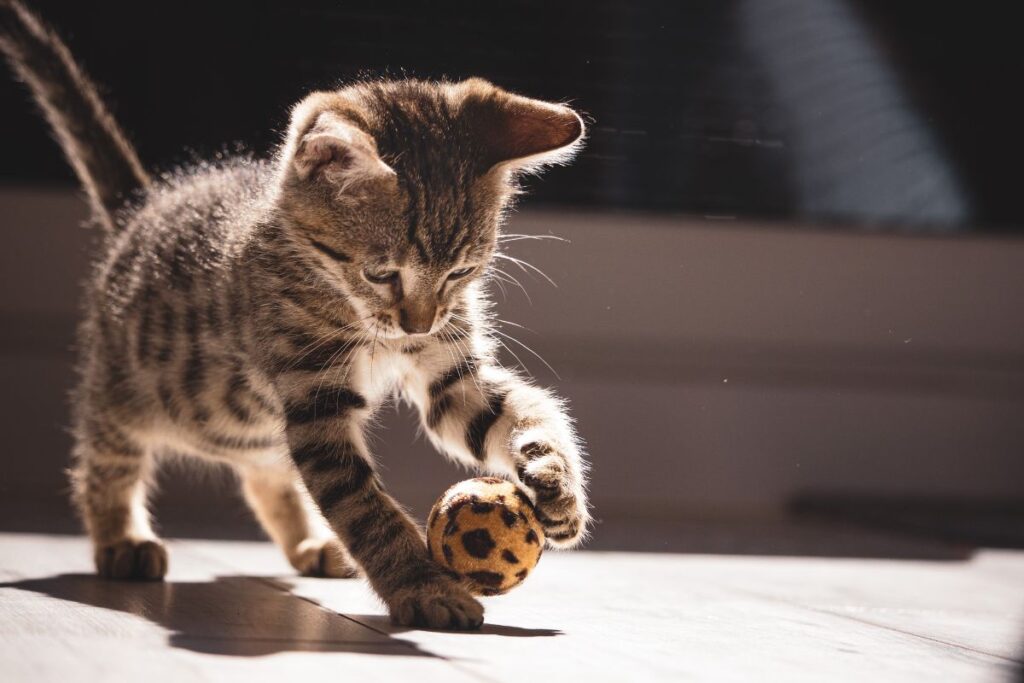 Kattunge leker med boll