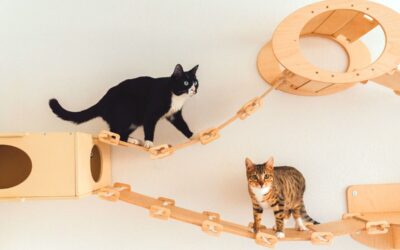 Klättervägg för katter: En fantastisk möjlighet för aktivering och egentid