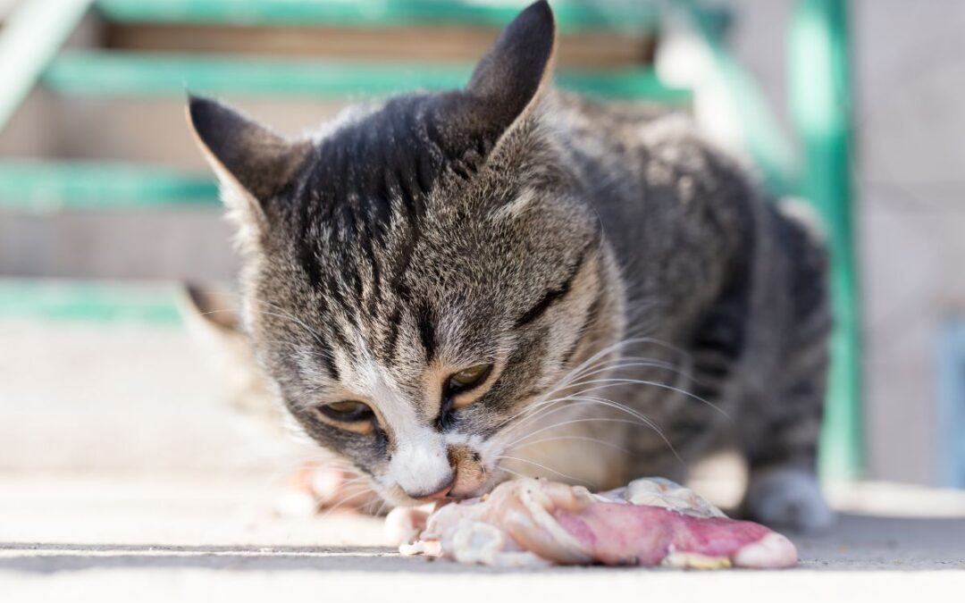 Katt äter kött utomhus