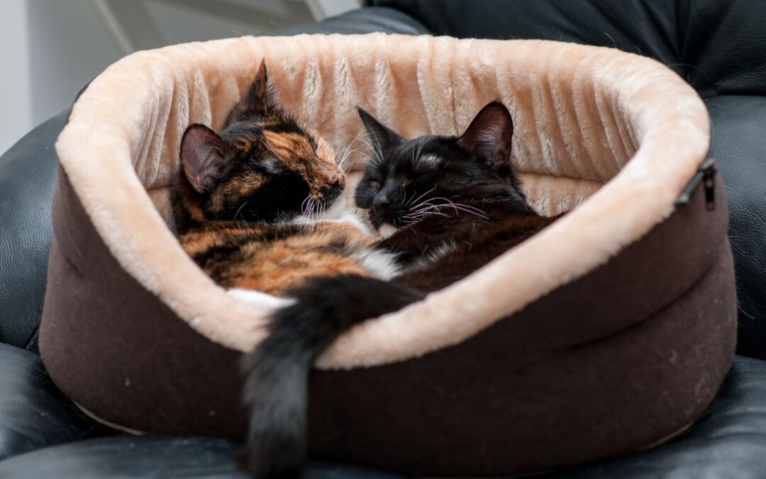 Två katter ligger i en brun kattbädd