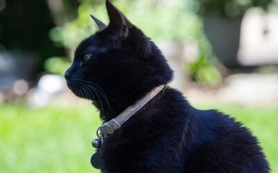 Bästa katthalsband 2023: Många halsband för katt jämförda
