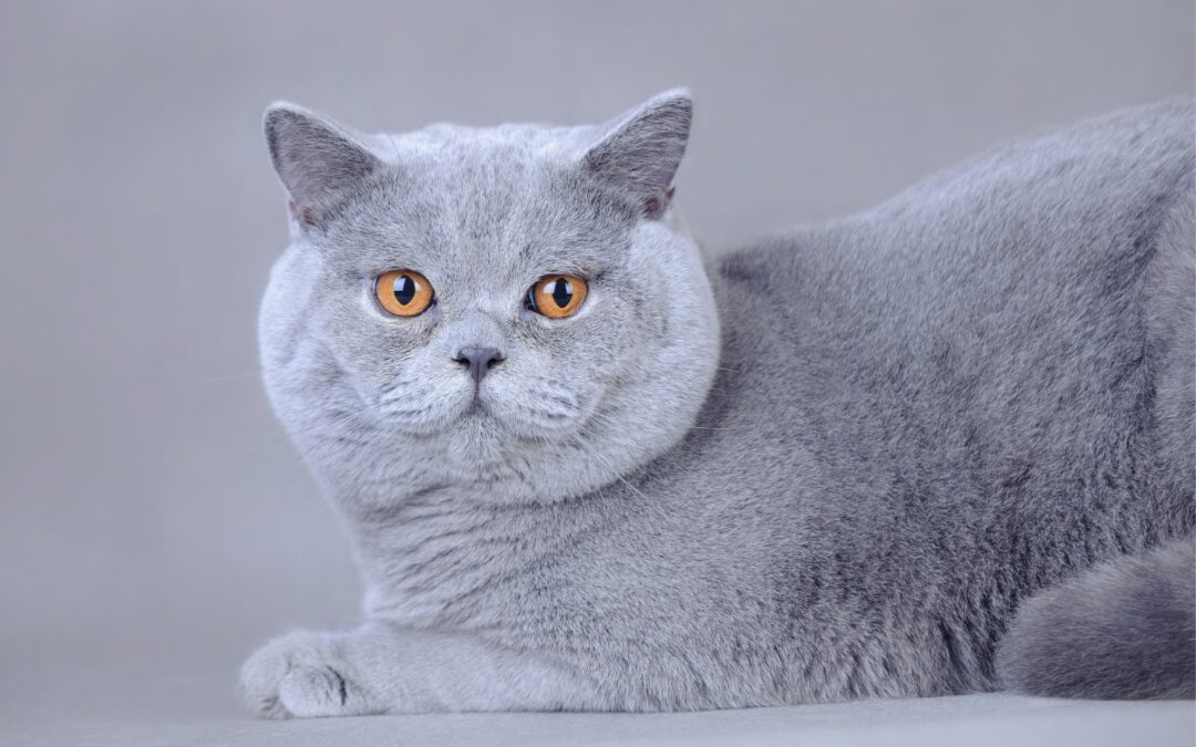 Brittiskt korthår grå katt, orange ögon