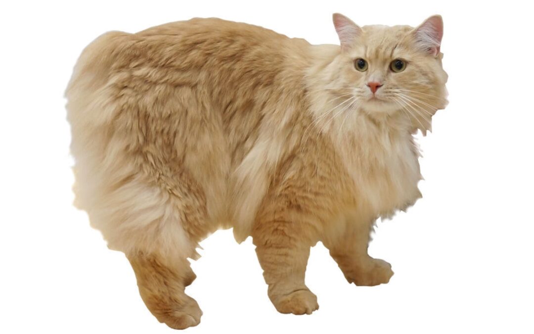 Cymric orange långhårig katt