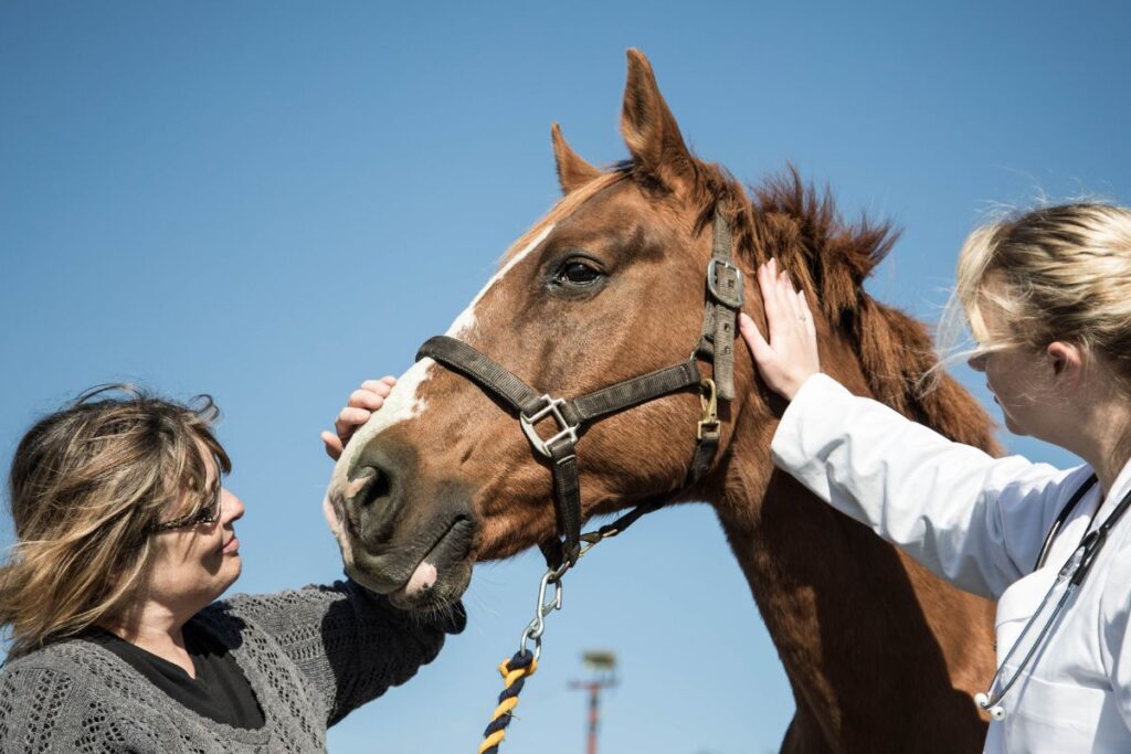 Kvinna och veterinär klappar en brun häst