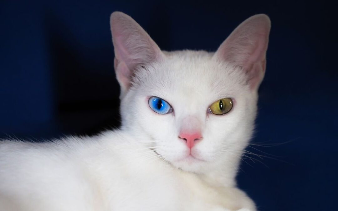 Khao manee kattras, vit katt med ett blått och ett grönt öga
