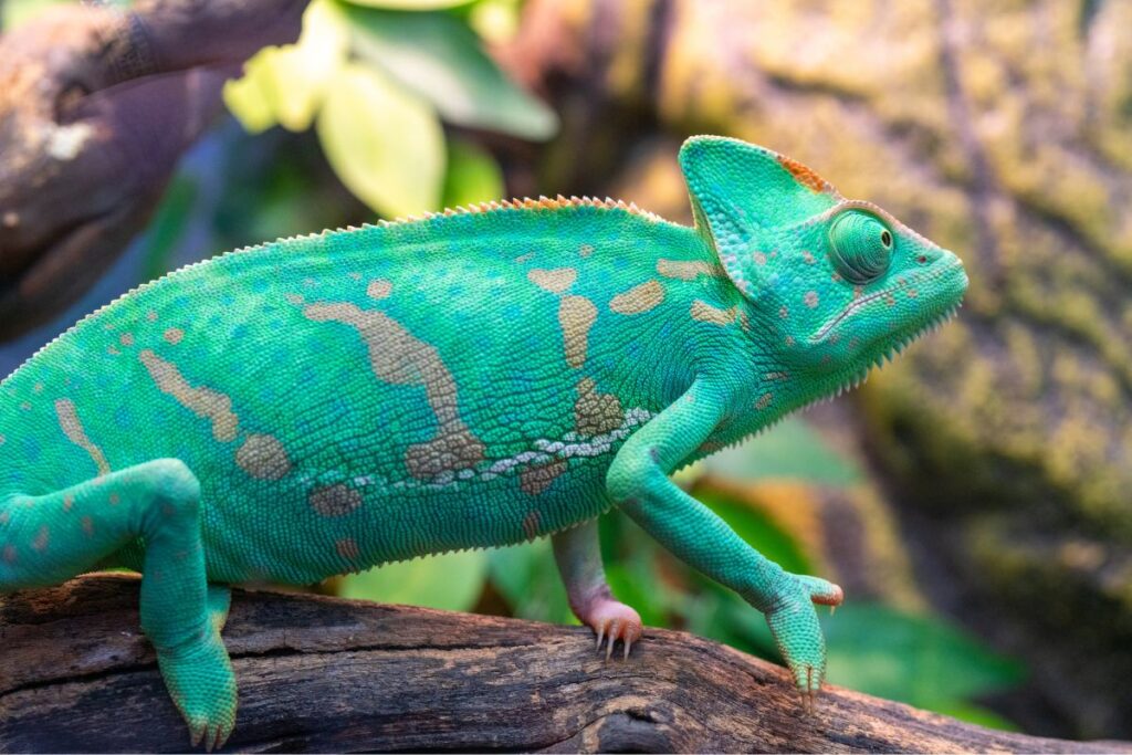 Kameleont turkos färg
