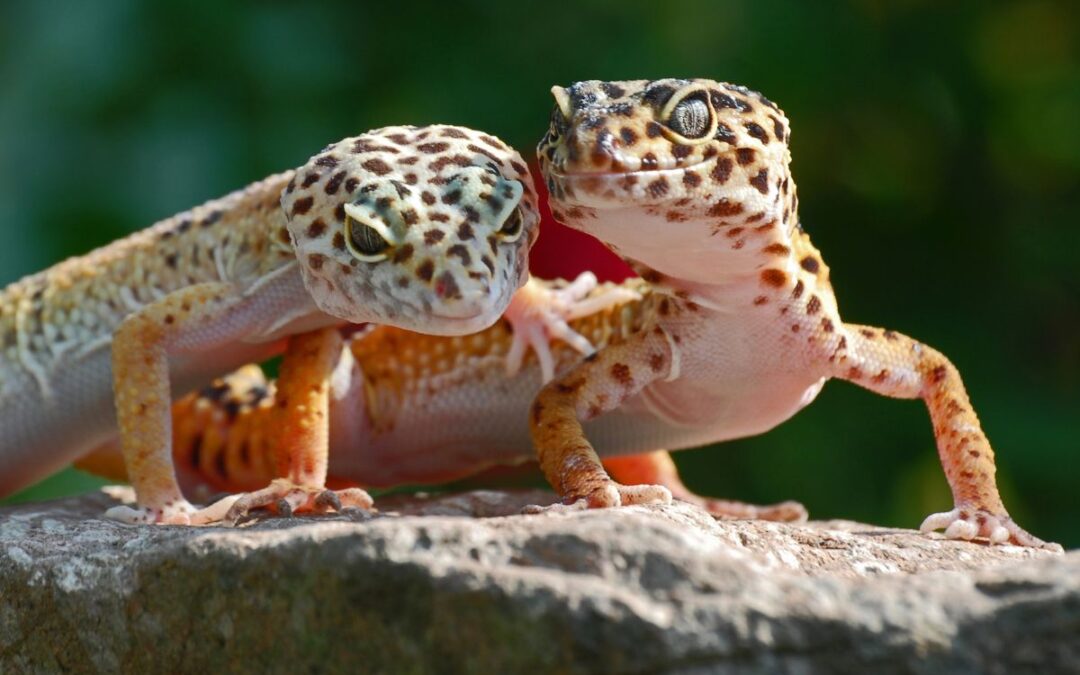 Två leopardgeckos