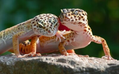 Skaffa leopardgecko som husdjur 2023: En komplett guide