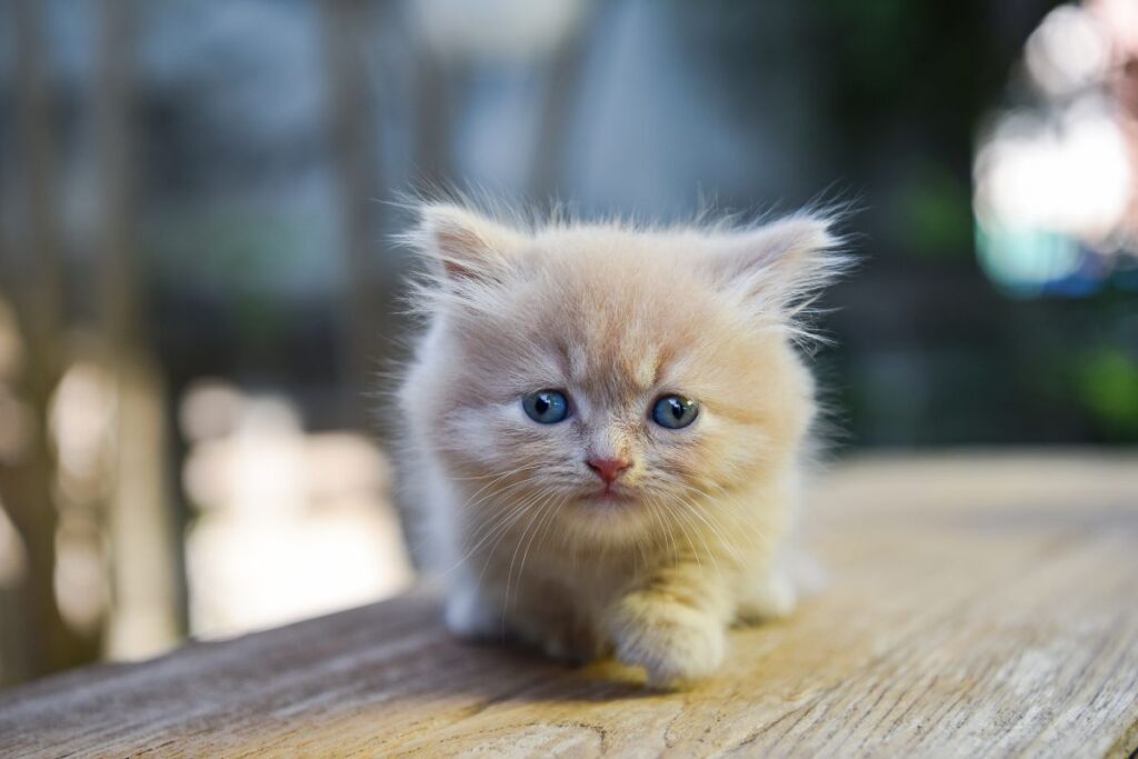 Munchkin liten kattunge