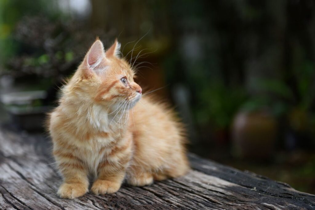 Munchkin katt med orange päls